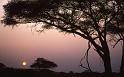 RWT 0197 212-11 Kenya Acacia Sunset